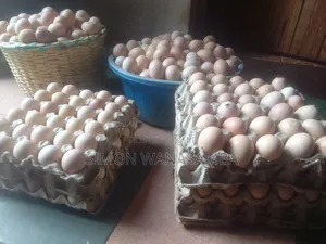 F1 Fertile Eggs for Sell