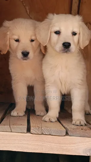 1-3 months Female Purebred Golden Retriever