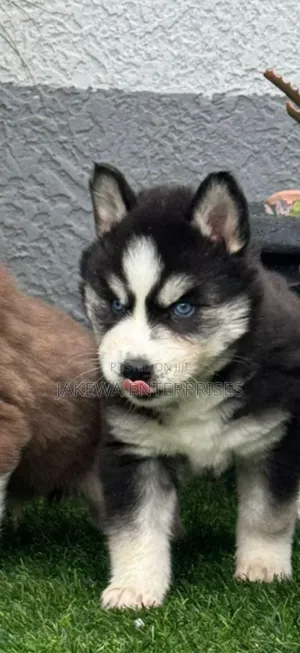 1-3 months Male Purebred Siberian Husky