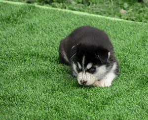 1-3 months Male Purebred Siberian Husky