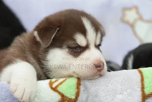 1-3 months Female Purebred Siberian Husky