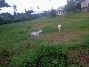 Mtondia Plots for Sale.
