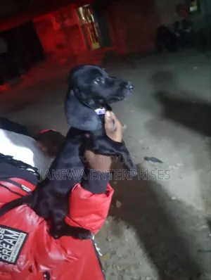 1-3 months Female Purebred Dachshund