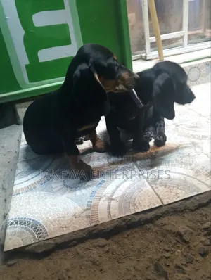 1-3 months Female Purebred Dachshund