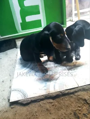1-3 months Male Purebred Dachshund