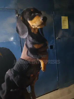 1-3 months Male Purebred Dachshund