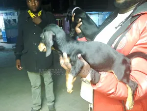 1-3 months Male Purebred Dachshund