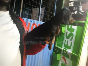 1-3 months Female Purebred Dachshund