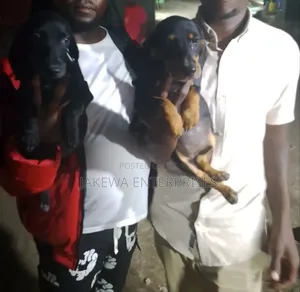 1-3 months Male Purebred Dachshund