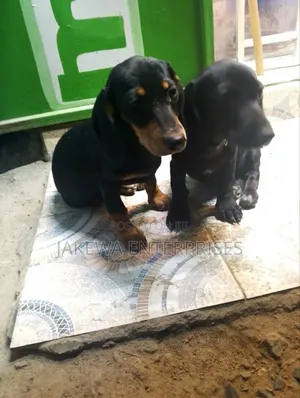 1-3 months Male Purebred Dachshund