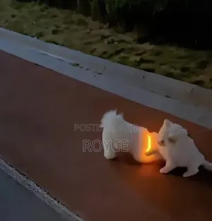 Rechargeable Light Up Pet Collars