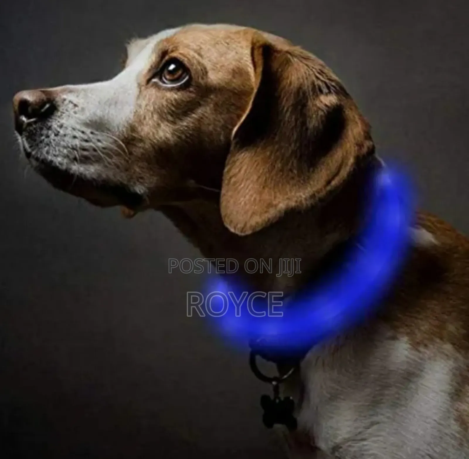 Rechargeable Light Up Pet Collars