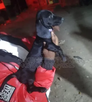 1-3 months Female Purebred Dachshund