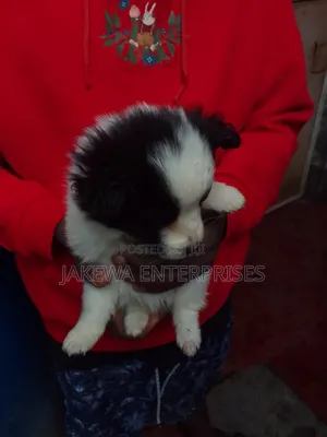 1-3 months Male Purebred Japanese Spitz
