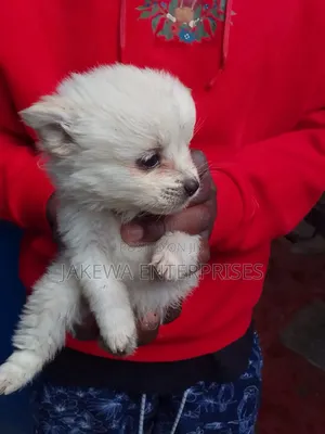 1-3 months Female Purebred Japanese Spitz