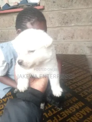 1-3 months Male Purebred Japanese Spitz