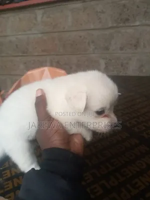 1-3 months Female Purebred Japanese Spitz