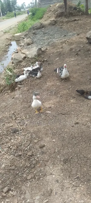 Hen,Duck and Kanga