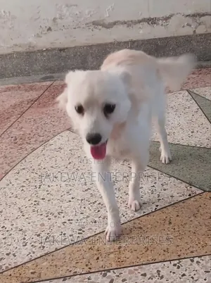 1+ year Male Purebred Japanese Spitz