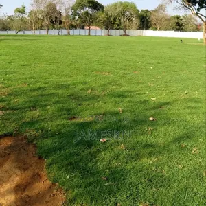 Kikuyu Grass