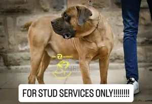 1+ year Male Purebred Boerboel