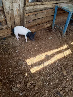 Saddleback Males 2 Months Old