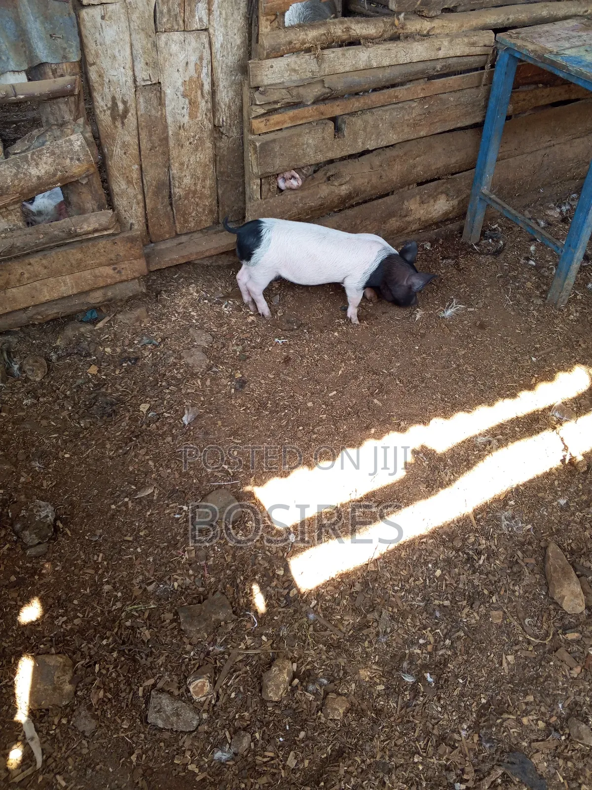Saddleback Males 2 Months Old