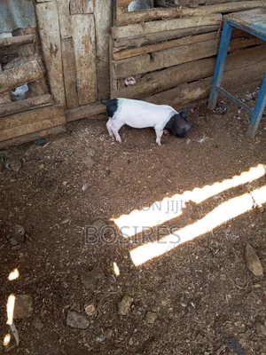 Saddleback Males 2 Months Old