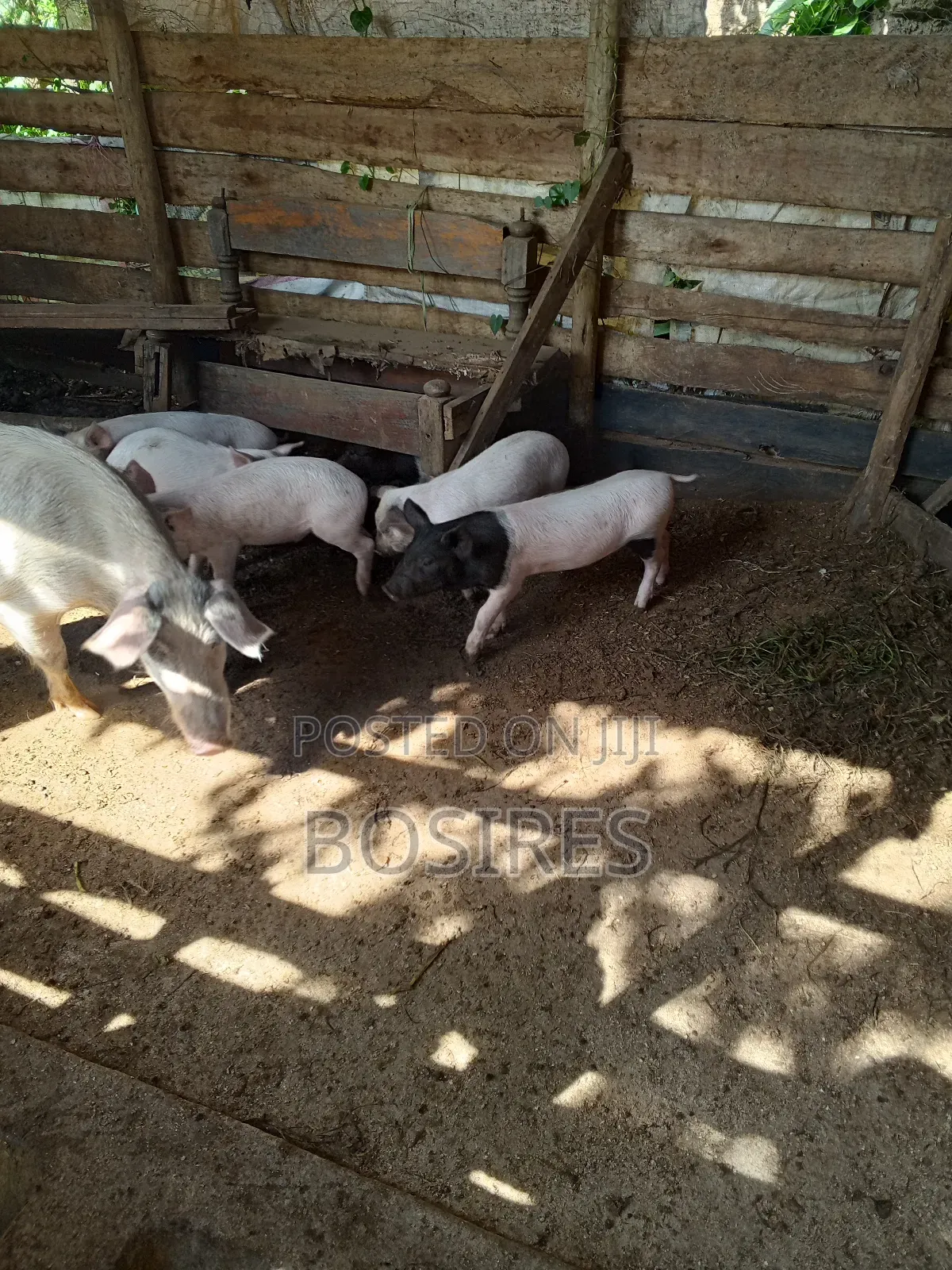Saddleback Males 2 Months Old