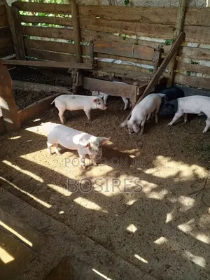 Saddleback Males 2 Months Old