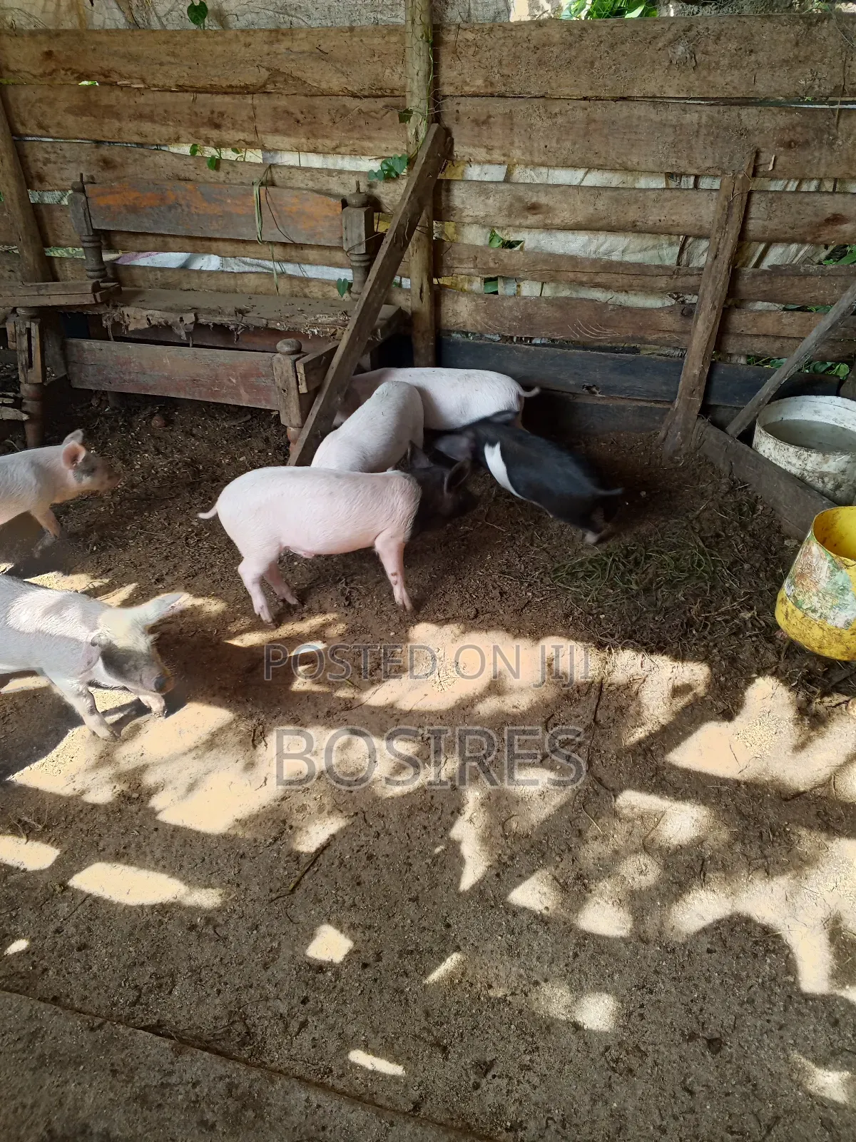 Saddleback Males 2 Months Old