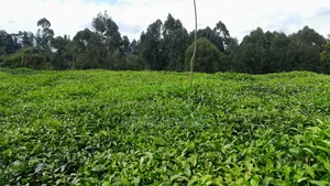 0.70 Acres Land for Sale in Githongo, Meru