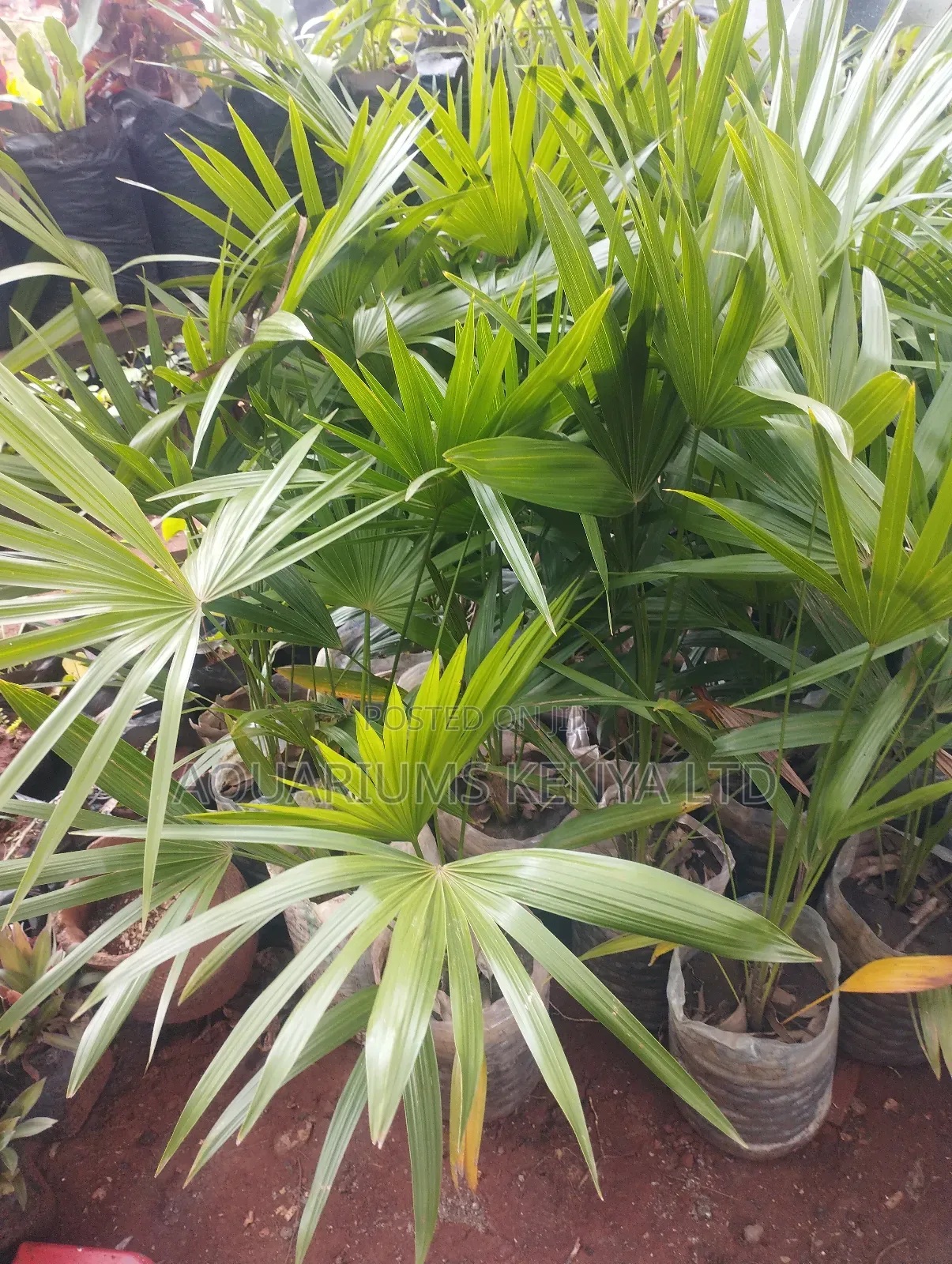 Dancing Lady Palm, Natural Palm
