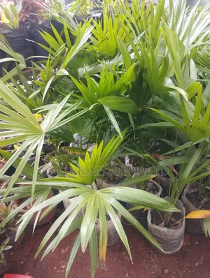 Dancing Lady Palm, Natural Palm