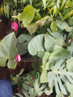 Anthurium Natural Indoor Plants