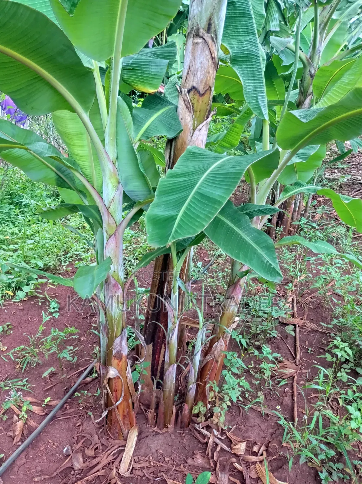 Mkono Wa Tembo Plantain Suckers