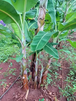 Mkono Wa Tembo Plantain Suckers