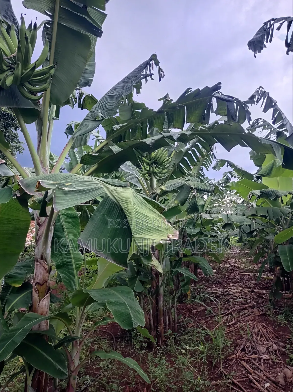 Mkono Wa Tembo Plantain Suckers