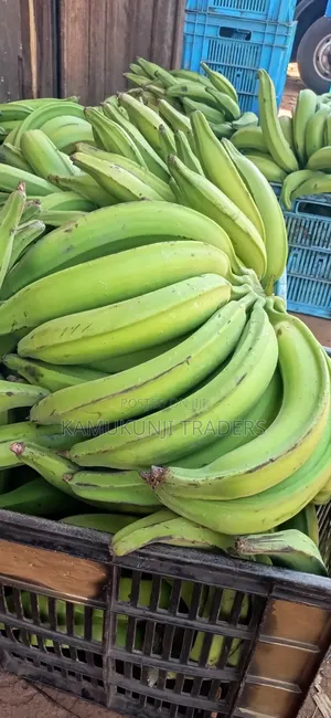 Mkono Wa Tembo Plantain Suckers