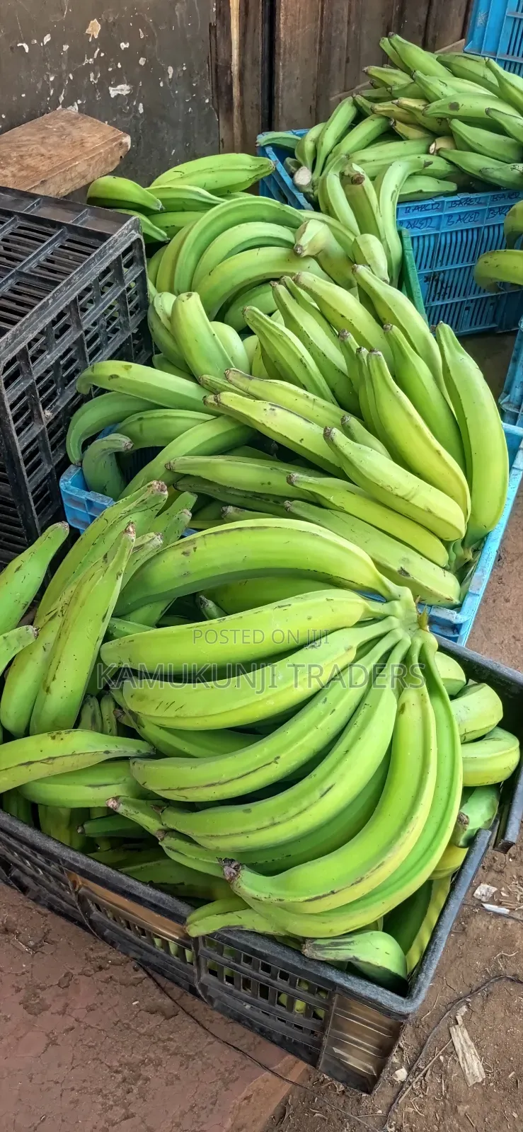 Mkono Wa Tembo Plantain Suckers