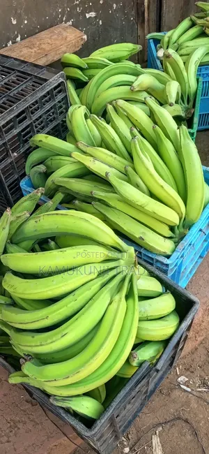 Mkono Wa Tembo Plantain Suckers