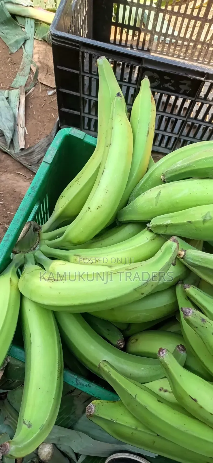 Mkono Wa Tembo Plantain Suckers