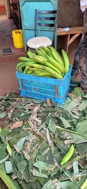 Plantain Cooking Bananas.Mkono Wa Tembo