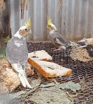 Friendly Cockatiels