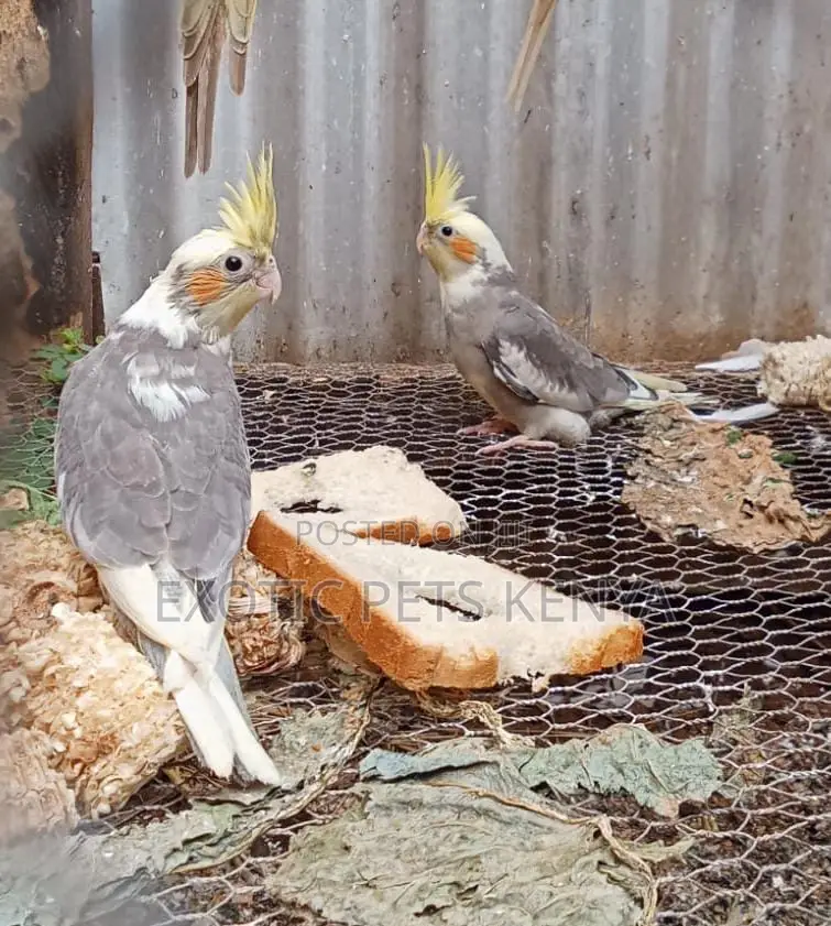 Friendly Cockatiels