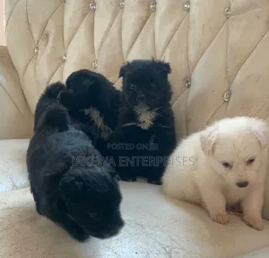 1-3 months Female Purebred Havanese