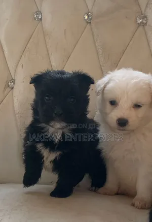 1-3 months Female Purebred Havanese