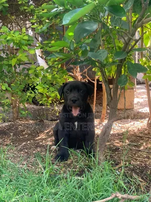 1-3 months Male Purebred Boerboel