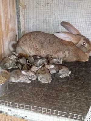 Hybrid Giant Breeds ( Flemish, Checkered) Pure Breeds