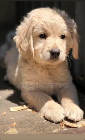 1-3 months Male Purebred Golden Retriever